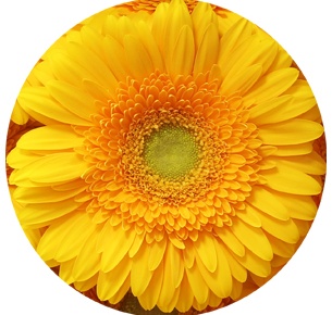 Гербера Субмарина (Submarine)