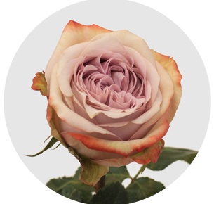 Роза Лилак вондер (Lilac Wonder)