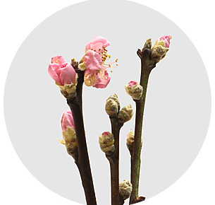 Прунус розовый (Pink)