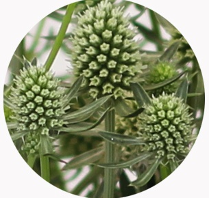 Эрингиум зелёный (Erýngium)