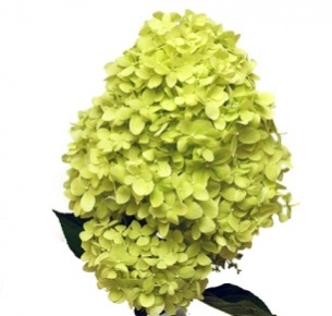 Гортензия салатовая