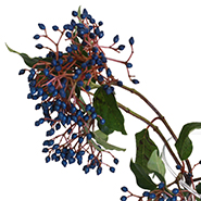 Вибурнум черный