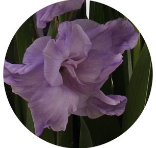 Гладиолус сиреневый