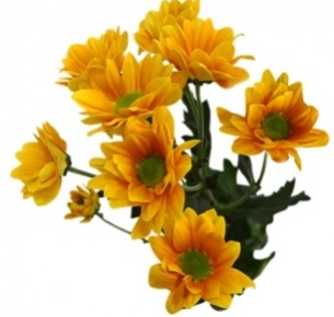 Хризантема кустовая Тайгер ( Tiger)