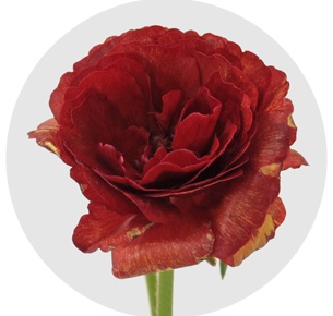 Ранункулус Баттерфляй красный (Butterfly Red)