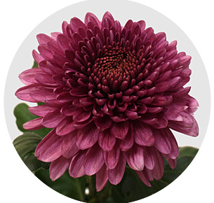 Хризантема одноголовая Десна тёмная (Desna Dark)