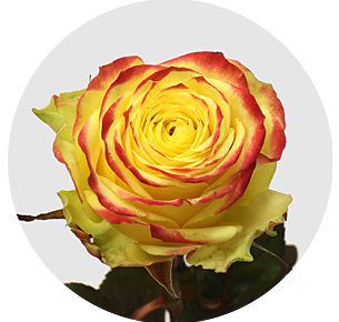 Роза Эппл Парк (Apple Park) Роза Эппл Парк (Apple Park)