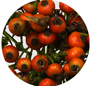 Розенботтел Биг Хип-хоп (Rozenbottel Big Hiphop)