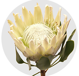 Протея Арктик айс (Arctic Ice)