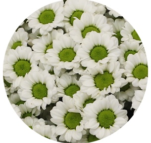 Хризантема кустовая Сантини Мадиба белая (Santini Madiba white)