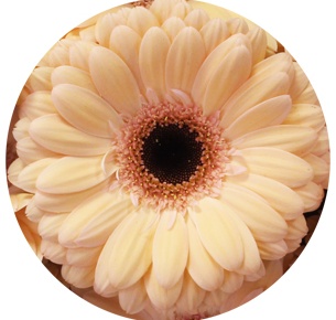 Гербера Лорин (Laureen)