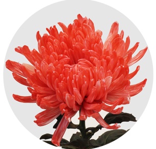Хризантема одноголовая Антонов красный крашеный (Antonov red)