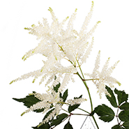 Астильба белая