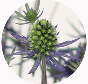 Эрингиум синий (Erýngium)