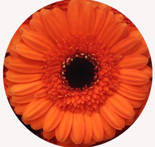 Гербера мини Карамба (Caramba)