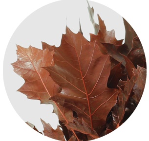 Лист дуба крашеный красный
