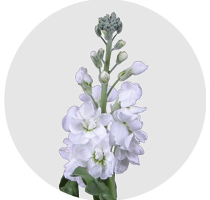 Левкой белый