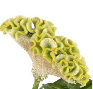 Целозия гребенчатая зеленая