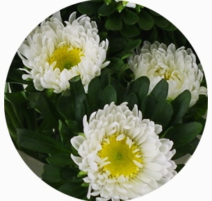 Астра Мацумото белая (Matsumoto white)