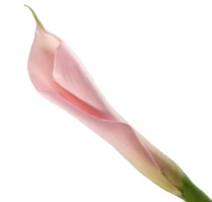 Калла Фламинго (Flamingo)