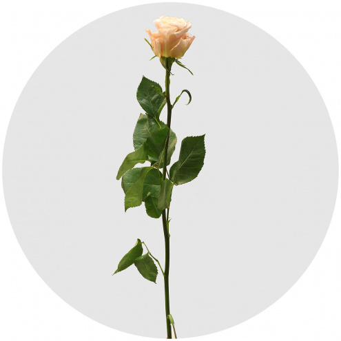 Роза Шиммер (Shimmer) Роза Шиммер (Shimmer)