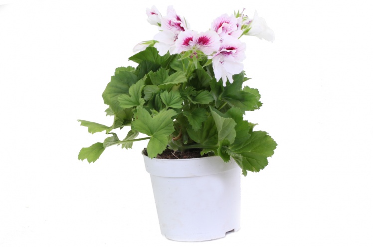 Пеларгония Пеларгония