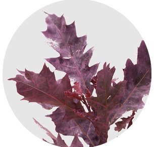 Лист дуба крашеный матовый розовый