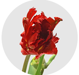 Тюльпан Гарден Файр (Garden Fire)