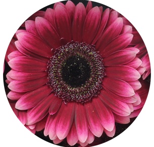 Гербера мини Арабель (Arabel)