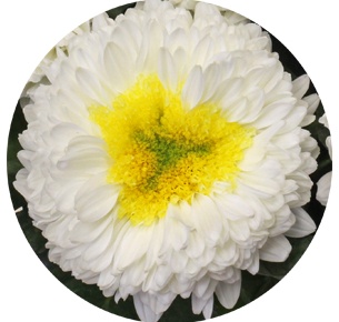 Хризантема одноголовая Инга (Inga)