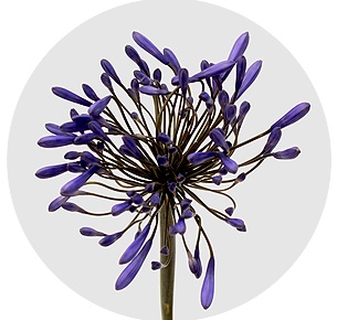 Агапантус Блю хевен (Blue Heaven)