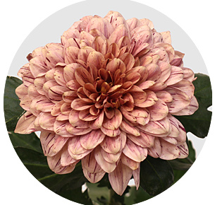 Хризантема одноголовая Пип салмон (PIP Salmon)