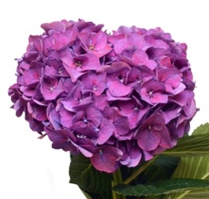 Гортензия лиловая