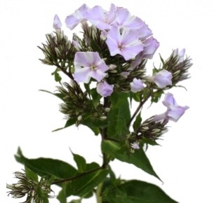 Флокс розовый двуцветный