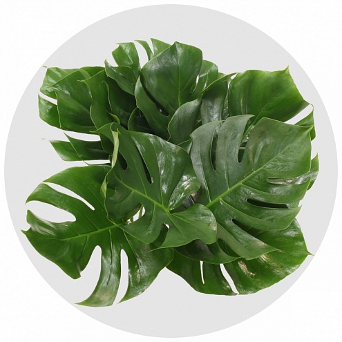 Монстера (Monstera)