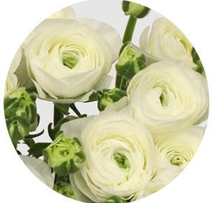 Ранункулус Клуни белый (Clooney White)