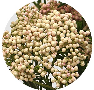 Озотамнус Пинк пантер (Pink Panther)