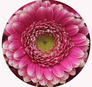 Гербера мини Валиант (Valiant)