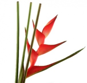 Хеликония Карибея (Caribea)