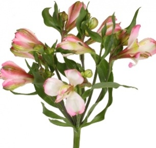 Альстромерия бело-розовая