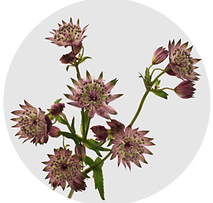 Астранция Стар оф Африка (Star of Africa)