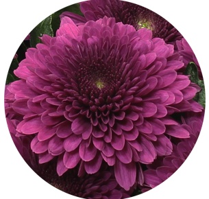 Хризантема одноголовая Барка Сплендид (Barca Splendid)