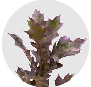 Лист дуба матовый фиолетовый (Frosted Violet)