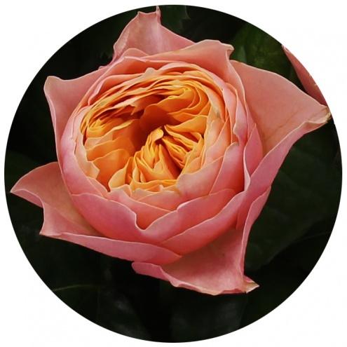 Роза Вувузуэла (Vuvuzuela) Роза Вувузуэла (Vuvuzuela)