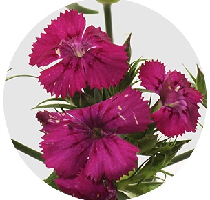 Диантус барбатус Амазон Неон черри (Amazon Neon Cherry)