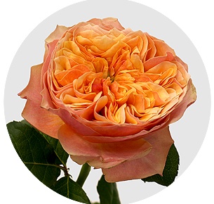 Роза Кенсингтон гарден (Kensington Gardens)