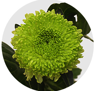Хризантема одноголовая Коко зелёная (Coco Green)