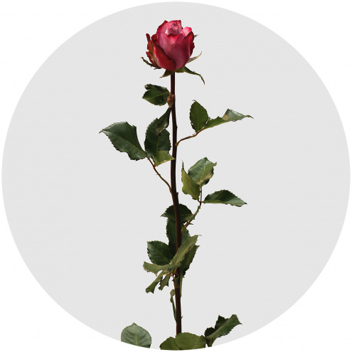 Роза Дип пёпл (Deep Purple) Роза Дип пёпл (Deep Purple)