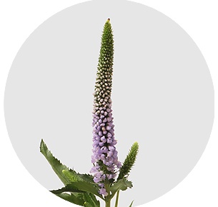 Вероника кустовая милка