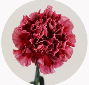 Гвоздика стандарт микс 4